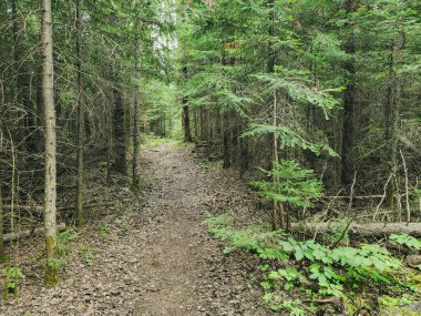 Duck Mountain Provincial Park, Manitoba, Kanada 'da yaz boyunca Blue Lakes Yürüyüş Patikası' nda güzel bir manzara.