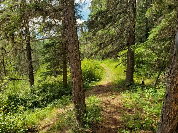 Beautiful View Blue Lakes Hiking Trail Summer Duck Mountain Provincial — Stock Photo, Image