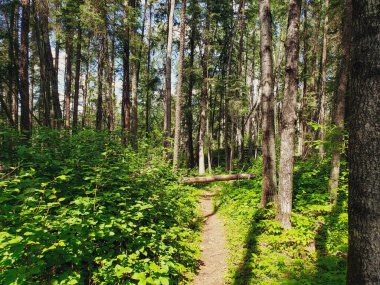 Duck Mountain Provincial Park, Manitoba, Kanada 'da yaz boyunca Blue Lakes Yürüyüş Patikası' nda güzel bir manzara.