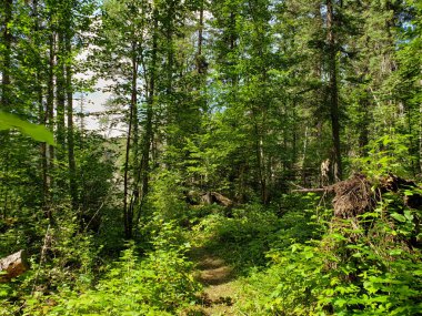 Duck Mountain Provincial Park, Manitoba, Kanada 'da yaz boyunca Blue Lakes Yürüyüş Patikası' nda güzel bir manzara.