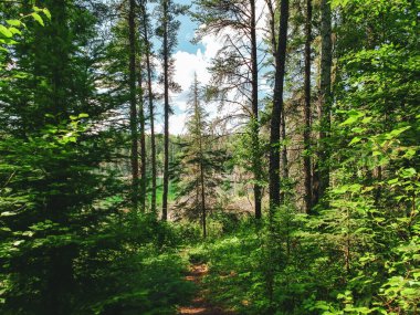 Duck Mountain Provincial Park, Manitoba, Kanada 'da yaz boyunca Blue Lakes Yürüyüş Patikası' nda güzel bir manzara.
