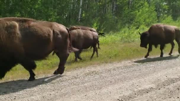 Paseo Del Bison Herd Verano Parque Nacional Riding Mountain Manitoba — Vídeos de Stock