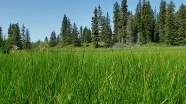 Riding Mountian Ulusal Parkı, Manitoba, Kanada 'da Whirlpool Gölü' nün yanındaki uzun otların solundan sağa Dolly