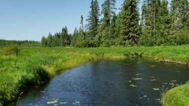 Kanada, Manitoba 'daki Riding Mountain Ulusal Parkı' ndaki bir gölette soldan sağa yavaş tava