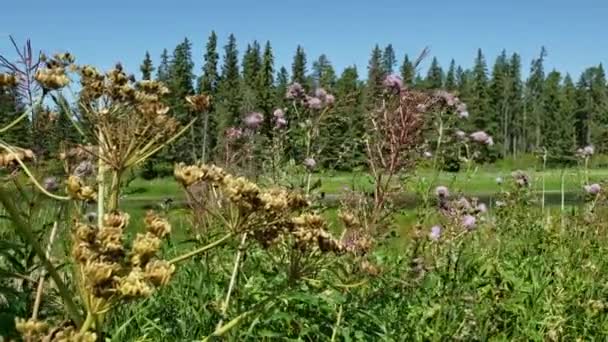 Fiori Campo Che Soffiano Nel Vento Vicino Lago Whirlpool Riding — Video Stock