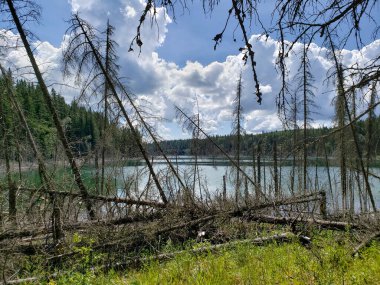 Duck Mountain Provincial Park, Manitoba, Kanada 'da yaz boyunca Blue Lakes Yürüyüş Patikası' nda güzel bir manzara.