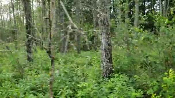 Spårar höger till vänster genom skogen på Shell River Valley vandringsled vid Duck Mountain Provincial Park, Manitoba, Kanada — Stockvideo