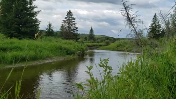 Blick auf den Shell River auf dem Shell River Valley Wanderweg, Duck Mountain Provincial Park, Manitoba, Cnaada — Stockvideo