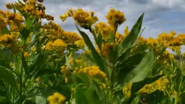 Wandelen door wilde bloemen op het schelprivierdal wandelpad in Duck Mountain Provincial Park, Manitoba, Canada — Stockvideo