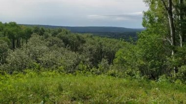 Manitoba, Kanada 'daki Duck Mountain İl Parkı' ndaki Shell River Vadisi Yürüyüş Patikası 'na bir göz atın.