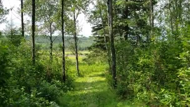 Stopa podél údolí řeky Shell Turistická stezka v provinčním parku Duck Mountain, Manitoba, Kanada (4) — Stock video