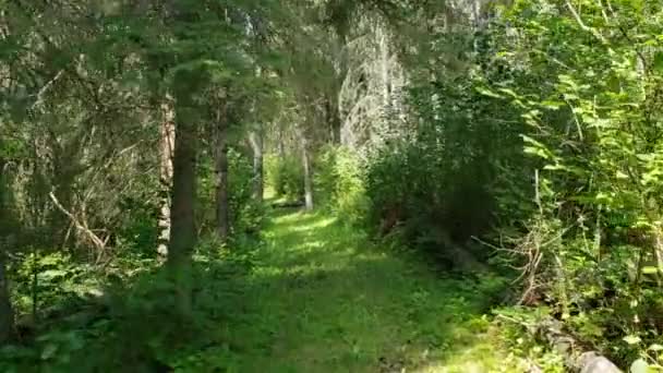 カナダマニトバ州ダックマウンテン州立公園のシェルリバー・バレーハイキングトレイル沿いの追跡(3) — ストック動画