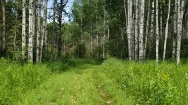 Duck Mountain Provincial Park, Manitoba, Kanada 'daki Shell River Valey Hiking Patikası boyunca iz sürüyorum.