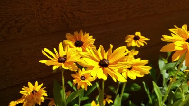 Abejas Aterrizando Las Flores Susan Ojos Negros — Vídeo de stock