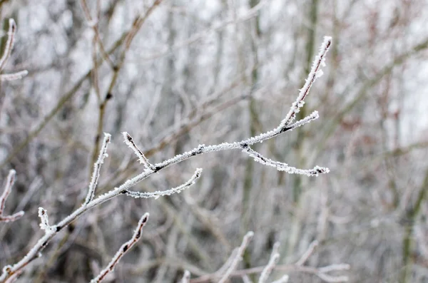 Hoarfrost Cubrió Rama Árbol Assiniboine Forest Una Fría Mañana Niebla —  Fotos de Stock