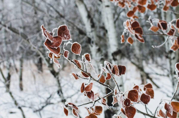 Hoarfrost Cubrió Hojas Árbol Assiniboine Forest Una Fría Mañana Niebla —  Fotos de Stock