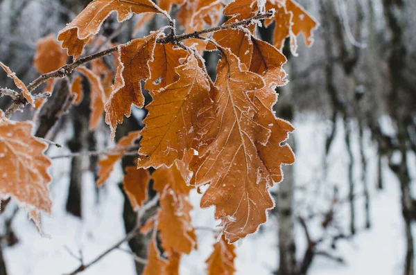 Hoarfrost Cubrió Hojas Árbol Assiniboine Forest Una Fría Mañana Niebla —  Fotos de Stock