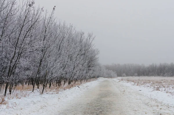 Hoarfrost Covered Trees Path Foggy Winter Morning Assiniboine Forest Winnipeg — Stock Photo, Image