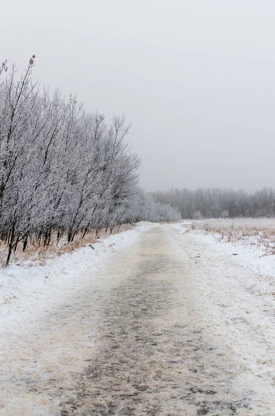 Hoarfrost Covered Trees Path Foggy Winter Morning Assiniboine Forest Winnipeg — Stock Photo, Image