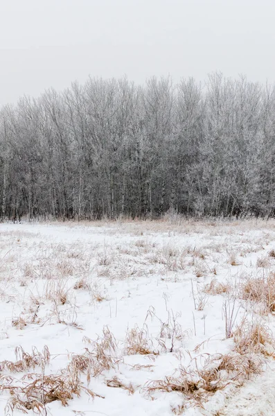 Hoarfrost Covered Trees Foggy Winter Morning Assiniboine Forest Winnipeg Manitoba — Stock Photo, Image