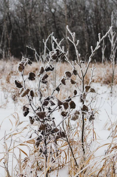 Hoarfrost Cubrió Hojas Árbol Assiniboine Forest Una Fría Mañana Niebla —  Fotos de Stock