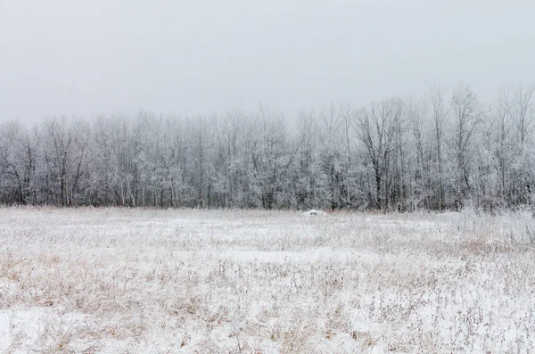 Hoarfrost Covered Trees Foggy Winter Morning Assiniboine Forest Winnipeg Manitoba — Stock Photo, Image
