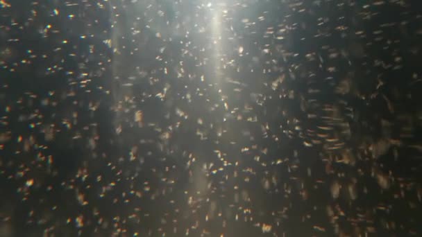 Crevettes en saumure nageant dans l'eau salée — Video