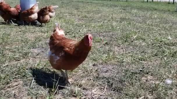 Närbild av kyckling promenader — Stockvideo