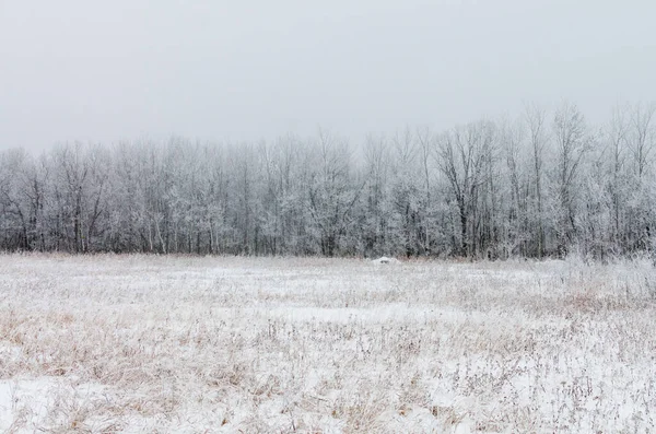 Hoarfrost Covered Trees Foggy Winter Morning Assiniboine Forest Winnipeg Manitoba Stock Picture