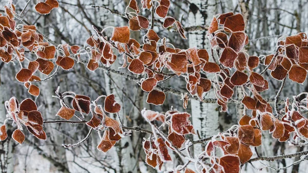 Hoarfrost Borított Levelek Egy Assiniboine Forest Egy Hideg Köd Reggel — Stock Fotó