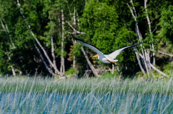 Pelican Bij Child Lake Duck Mountain Provincial Park Manitoba Canada — Stockfoto