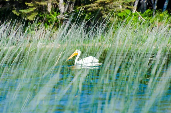 Pelicano Lago Criança Parque Provincial Duck Mountain Manitoba Canadá — Fotografia de Stock