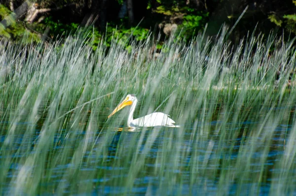 カナダマニトバ州ダックマウンテン州立公園の子供の湖でペリカン — ストック写真