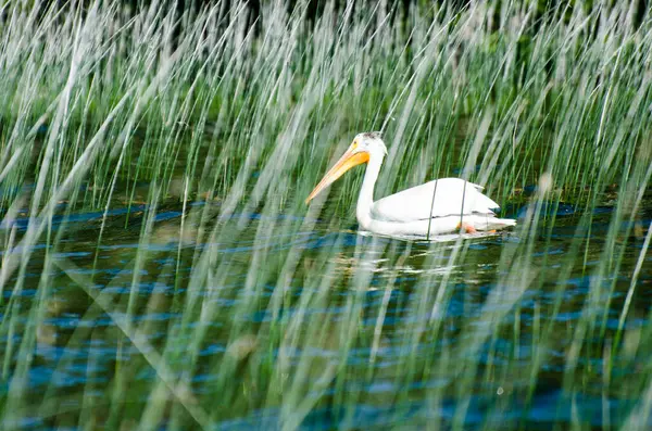 カナダマニトバ州ダックマウンテン州立公園の子供の湖でペリカン — ストック写真