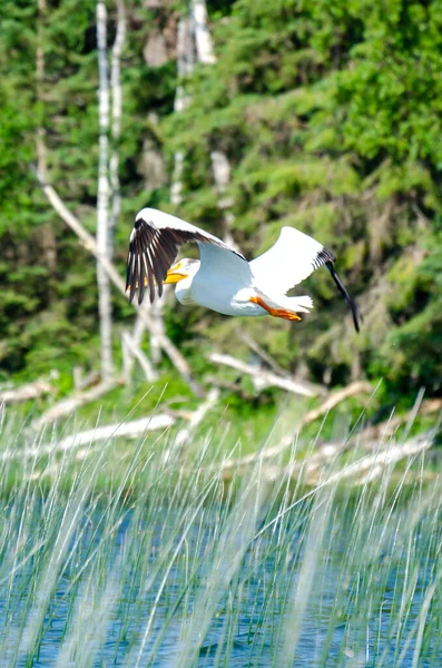 Pelican Flying Child Lake Duck Mountain Provincial Park Manitoba Canada — Stockfoto