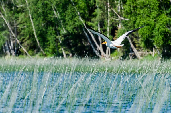 カナダマニトバ州ダックマウンテン州立公園チルドレイクを飛ぶペリカン — ストック写真
