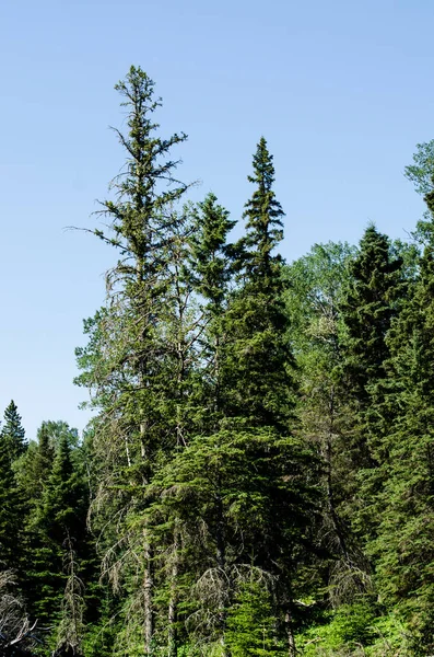 Ett Träd Skog Vid Duck Mountain Provincial Park Manitoba Kanada — Stockfoto