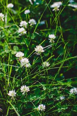 Uzun otların arasında büyüyen küçük beyaz çiçekler.