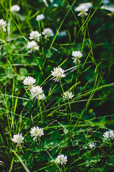 Uzun otların arasında büyüyen küçük beyaz çiçekler.