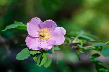 Vahşi çayır gülü. Böcekler polen topluyor.