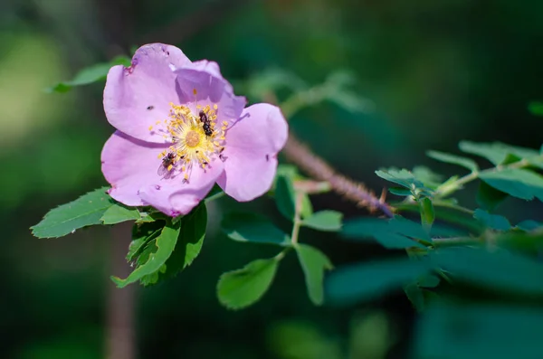Dzika Róża Preriowa Owadami Zbierającymi Pyłki — Zdjęcie stockowe