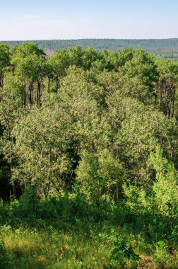 Manitoba, Kanada 'daki Ördek Dağı taşra parkında yemyeşil orman manzarası