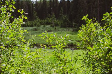Ördek dağında çalılar ve bataklık