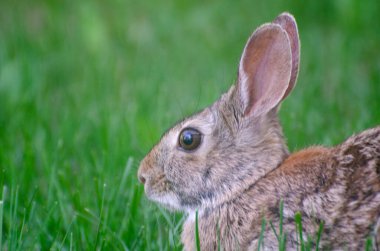 Bahçede bir tavşan