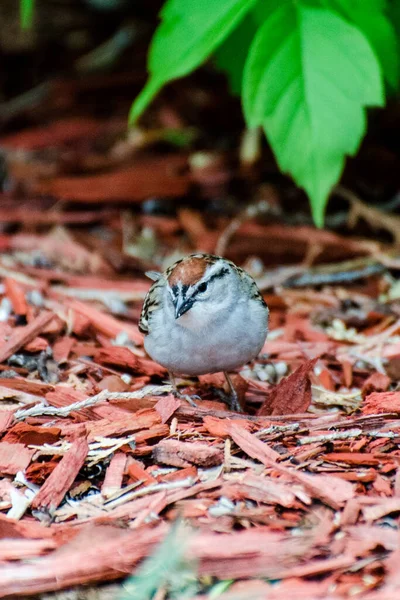 Uccello Mangiare Semi Che Sono Caduti Dalla Mangiatoia — Foto Stock