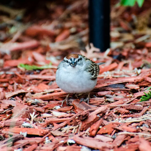 鳥の餌場から落ちた種を食べる鳥は — ストック写真