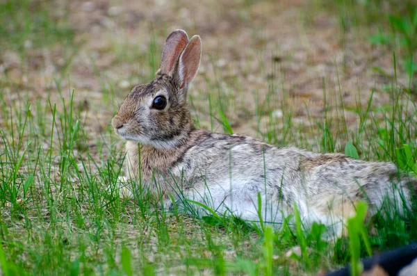 Een Konijn Tuin — Stockfoto