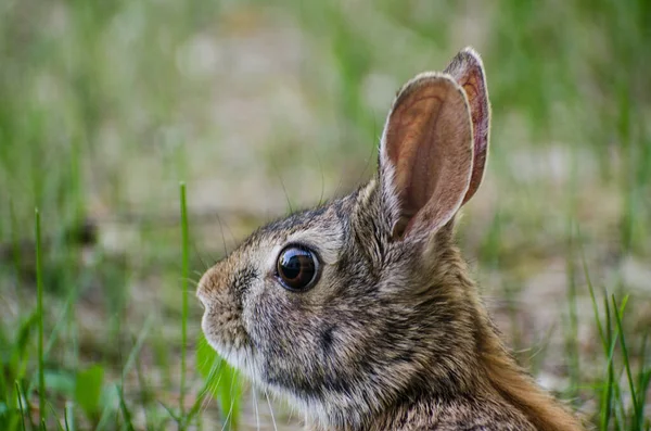 Een Konijn Tuin — Stockfoto