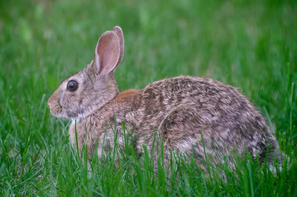 Een Konijn Tuin — Stockfoto