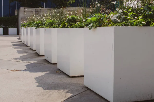 White Square Flower Planters Row — Stock Photo, Image